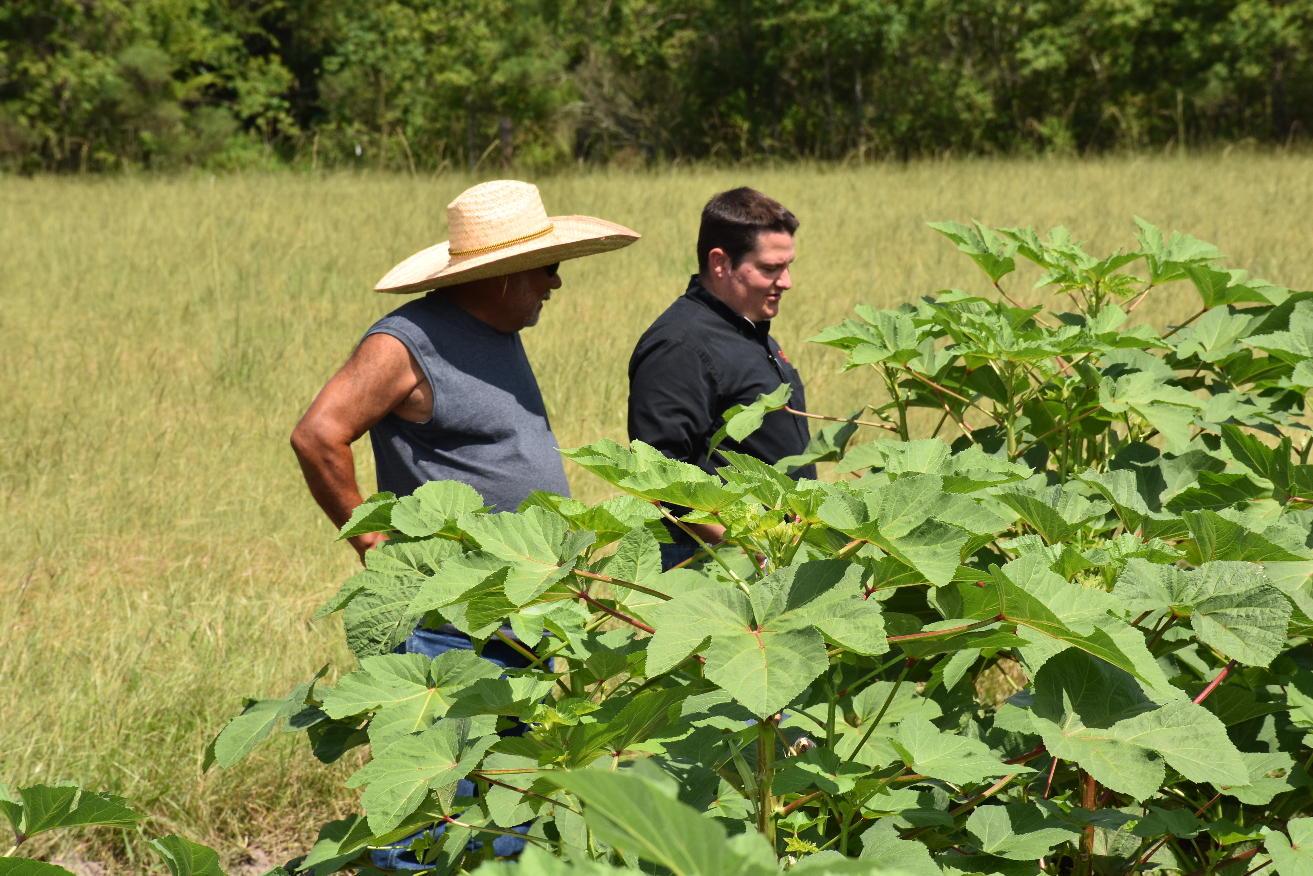 Rouses Market produce buyer looking at okra with a small farmer in St. Landry Parish .JPG thumbnail